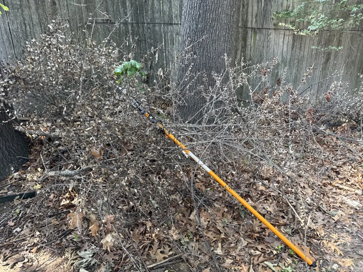 Side yard before brush and leaf cleanup